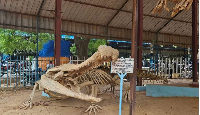 Fossil replicas on display at Boubou Hama National Museum, Niamey, Niger