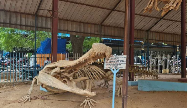 Fossil replicas on display at Boubou Hama National Museum, Niamey, Niger