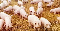 The African swine fever has no cure