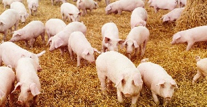 Pigs Outbreak