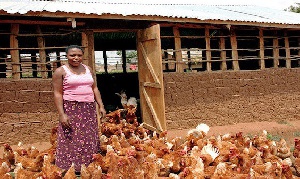 Woman Chicken