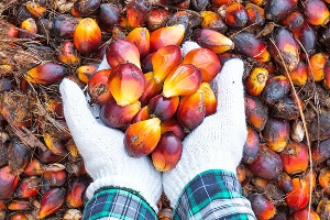 Ghana imported about 320,000 metric tonnes of palm oil in 2018