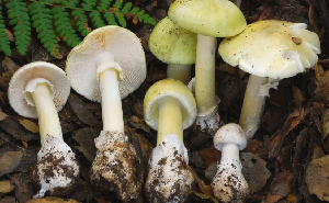 Screenshot 2026 02 07 125051.png