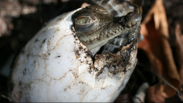 Virgin births for crocodiles fit dey common, researchers tok.