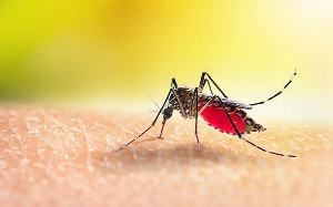 Malaria is a life-threatening vector-borne disease spread by bites from infected mosquitoes