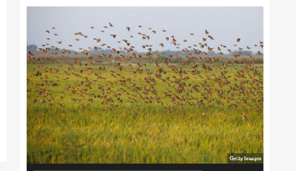 The birds invaded rice farms in neighbouring Kenya early this year