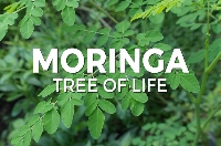 Moringa tree