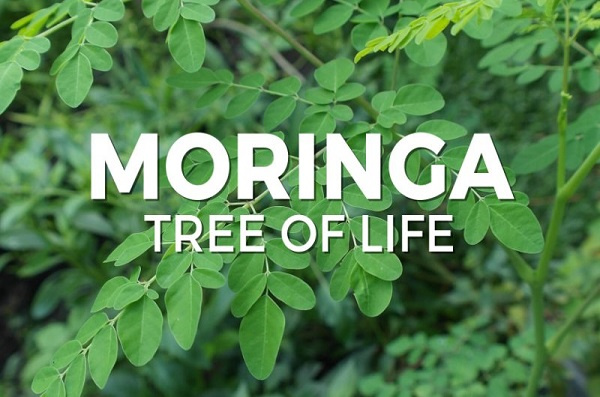 Moringa tree