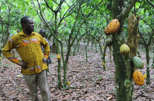 CEO of COCOBOD, Joseph Boahen Aidoo inspecting a cocoa farm