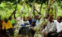 Some cocoa farmers in a cocoa farm