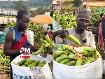 GH¢1,000 Daily: Inside the world of plantain packers in Asante Akyem Agogo