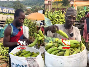 Packing plantain into sacks can bring in as much as GH¢1,000 a day