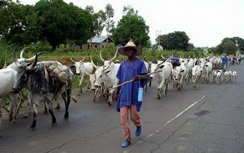 The Operation Cow Leg is a taskforce put together to flush out herdsmen
