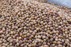 Bambara Beans