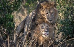 Nairobians urged to be vigilant of roaming lions