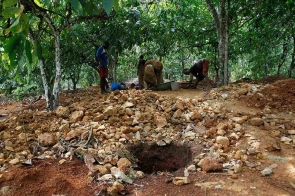 Farmers Surrender Cocoa Farms For Galamsey.png