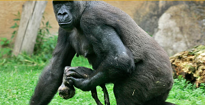 A gorilla has given birth to twins in the Virunga National Park in DR Congo