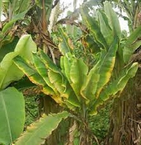 A photo of an affected banana plant