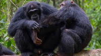 Wild chimpanzees filmed using forest 'first aid'