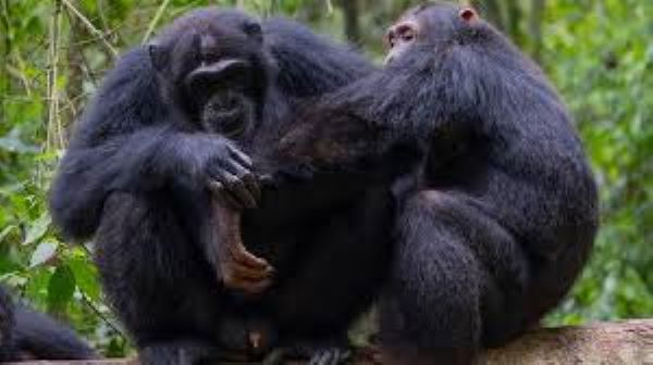 Wild chimpanzees filmed using forest 'first aid'