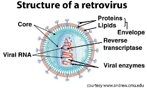 Retrovirus NEWLY