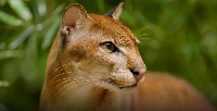 The African golden cat is so elusive, it's rarely seen in the wild, except in hunter's snare traps
