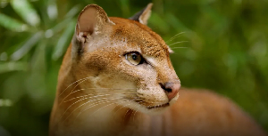 The African golden cat is so elusive, it's rarely seen in the wild, except in hunter's snare traps