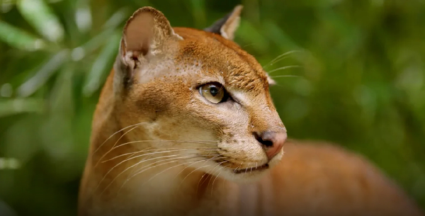 The African golden cat is so elusive, it's rarely seen in the wild, except in hunter's snare traps