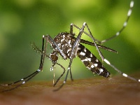 Female Anopheles mosquito is the transmitter of Malaria.