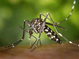 Female Anopheles mosquito is the transmitter of Malaria.
