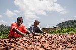 Ghana raises cocoa farmers’ pay by 21% after premium surcharge
