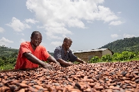 Cocoa farmers