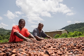 Cocoa farmers