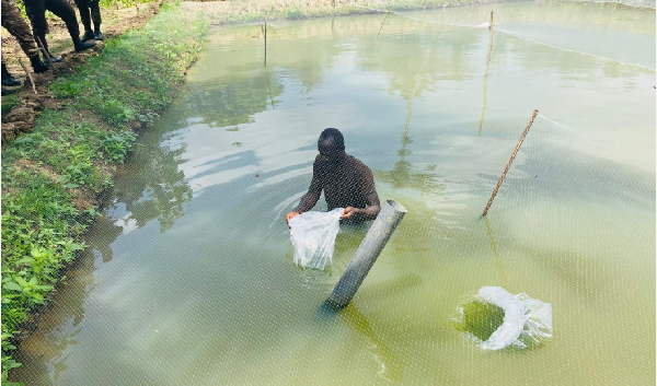 The programme is designed to equip institutions and communities with sustainable fish farming