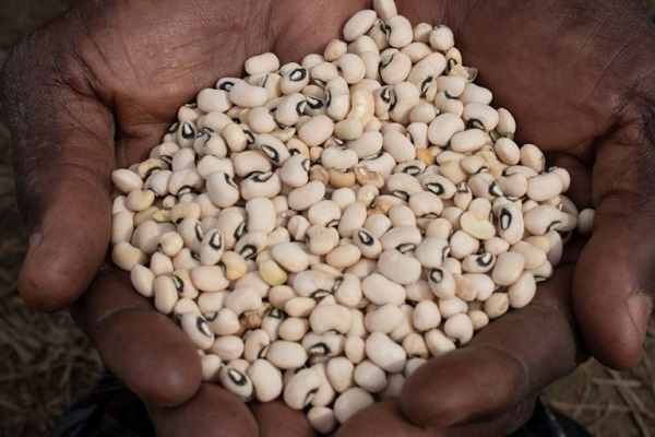 Cowpea