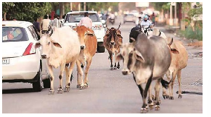 Stray cattle