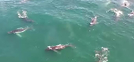 Supergroup humback whale sightings on the increase in South Africa
