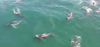 Supergroup humback whale has been sighted in South Africa