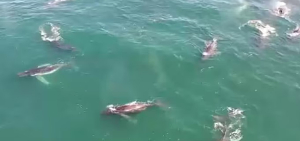Supergroup humback whale has been sighted in South Africa Supergroup humback whale has been sighted in South Africa