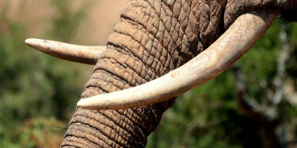 Two Burundians were arrested in Mombasa, Kenya, on July 3, 2025 with elephant tusks.