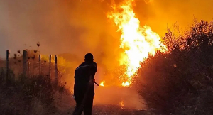 President Tebboune suspects foul play after 100 wildfires President Tebboune suspects foul play after 100 wildfires