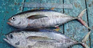 Tuna Imagaea