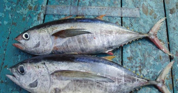In 2017, Ghana exported 51.700 tonnes of tuna to markets worldwide