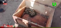 The chop box containing the reptile