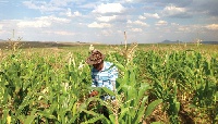 A farmer checking on his crops