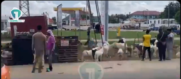 A screenshot of some of the animals