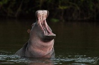 A  hippo charged towards a canoe ferrying 37 people on a Malawi river