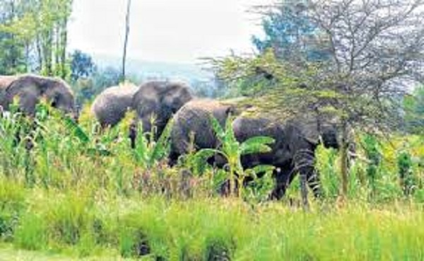 The aggrieved farmers claim the elephants pose a threat to food security