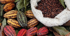 Cocoa Ivory Coast Reduction