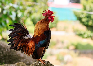 File photo of a cock crowing